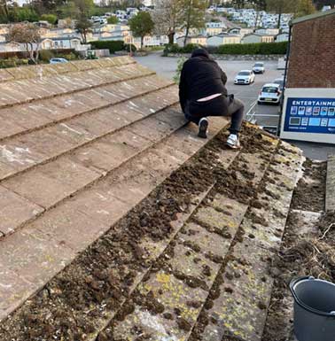 moss removal 378 385